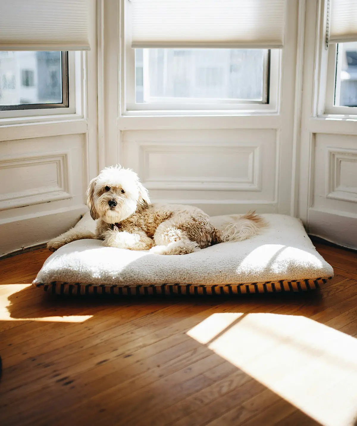 a white fluffy dog sits on a dog bed inside an empty room